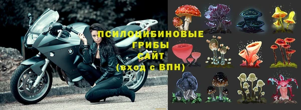 гашик Вяземский